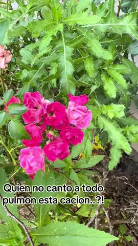 Cuánto vacío hay en esta habitación Tanta pasión colgada en la pared Cuánta dulzura diluyéndose en el tiempo Tantos otoños contigo y sin ti Millones de hojas cayendo en tu cuerpo  #ricardomontaner #fyppppppppppppppppppppppp #parati  #sigeme 