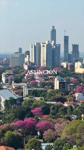 Asi se ve Asunción en agosto 🌸✨ #asuncion #paraguay #asuncionparaguay 