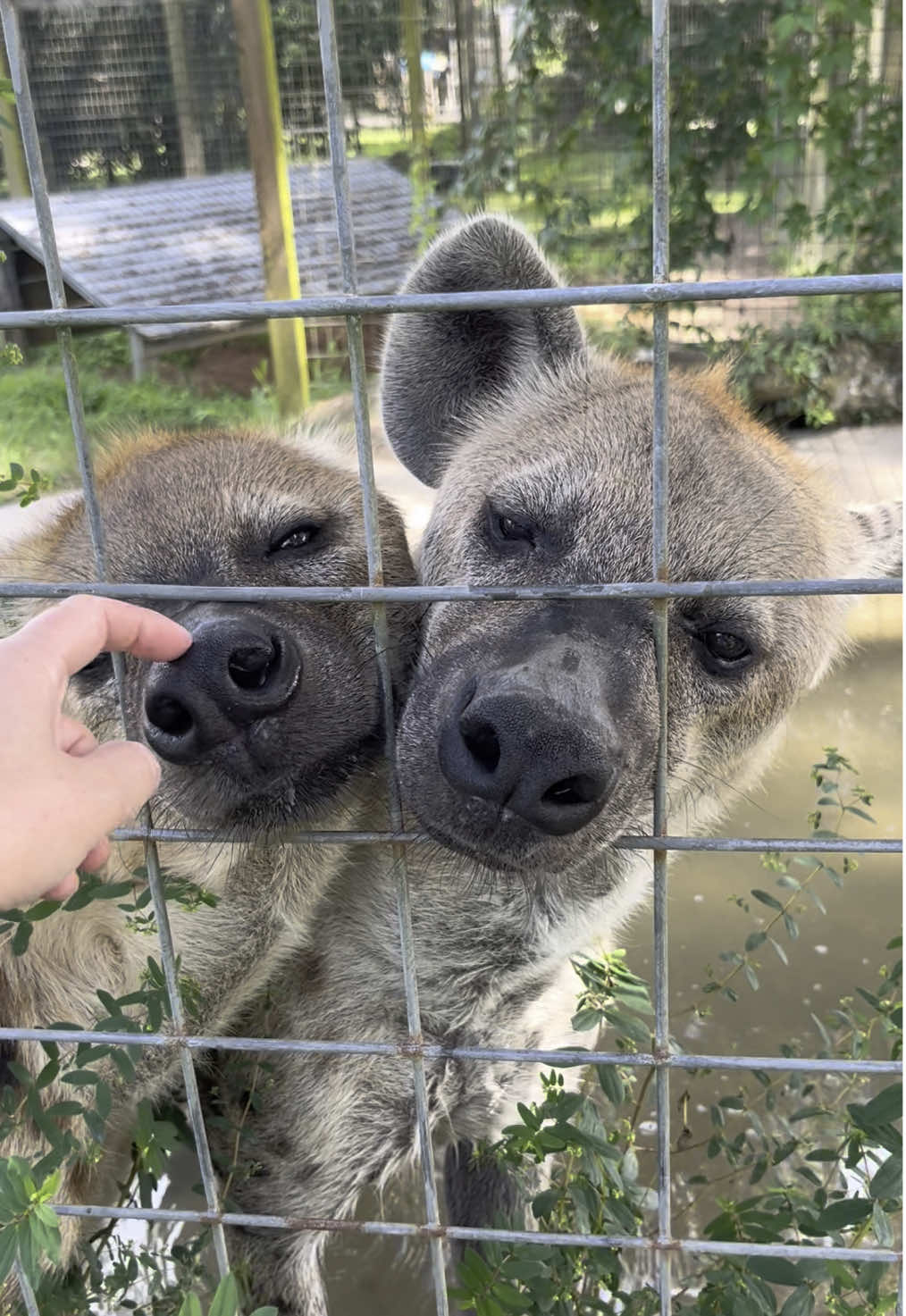 Shockingly, they are also motivated with affection ❣️ ##hyena##alwayshungry##twopeasinapod##zookeeper##zoolife