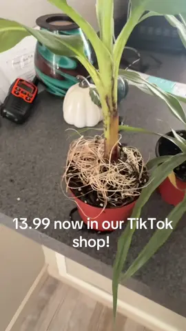 Get them now before they’re gone! Which one is your favorite? #easyplants #uniqueplants #fruittrees #plantsoftiktok #tropicalplants 