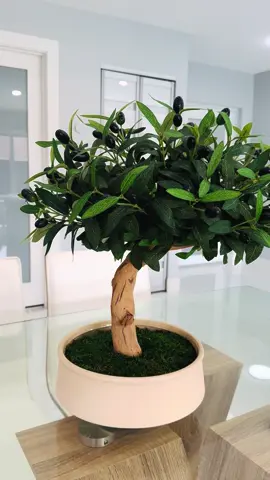 ✨ Serenity in Miniature Our olive bonsai, rooted in an elegant beige ceramic base, embodies the calm and harmony of nature. A timeless piece that brings peace, beauty, and balance to any space. ✨ Serenidad en miniatura Nuestro bonsai de olivo, enraizado en una elegante base de cerámica beige, encarna la calma y la armonía de la naturaleza. Una pieza atemporal que aporta paz, belleza y equilibrio a cualquier espacio. #olive #plants #homedecor #interiordesign #miami 