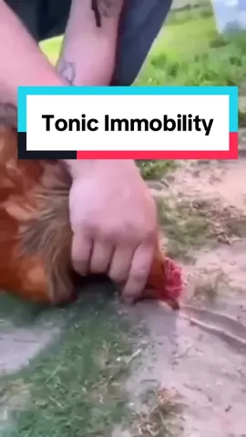 He put a chicken in a trance? This is tonic immobility.  And unless you’re doing this for research purposes, there isn’t a good reason to do this 