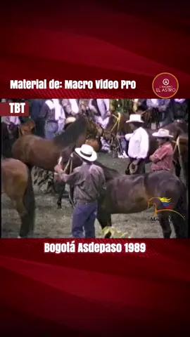 📸🐴 #TBT a la élite de las pistas en Bogotá 1989… 👏🏻 La competencia top de yeguas finas mayores de 60 meses en la Feria Equina de Bogotá, organizada por Asdepaso, tuvo como escenario el icónico Coliseo de La Holstein, al norte de la ciudad. 🤩 ✨ En las imágenes, los ejemplares ingresaban desensillados para la revisión de los jueces; luego, los montadores los aperaban y se preparaban para ejecutar, con elegancia y precisión, las pruebas estipuladas por el reglamento de la época. 🏆 Un retrato vivo de la tradición, el rigor y la belleza de nuestro Caballo Criollo Colombiano. 💫 🤔¿Qué recuerdo memorables tienes de alguna exposición, competencia,  ejemplares en Coliseo de La Holstein?  🤳Comparte este reel con tus amig@s para que recuerden contigo 😃 #viveapasofino #aprendedelccc #trochapuracolombiana #caballoscolombianos   