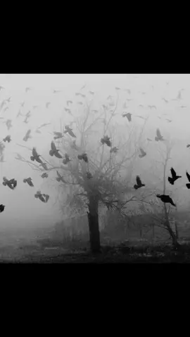 🩶 #fyp #viral #edit #pinterest #explore 