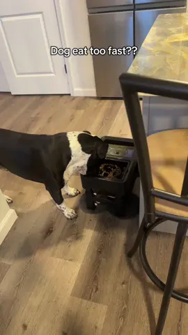 Elevated dog bowl #tiktokshop #tiktokmarketplace #tiktokmademebuyit #dogbowl #slowfeeder 