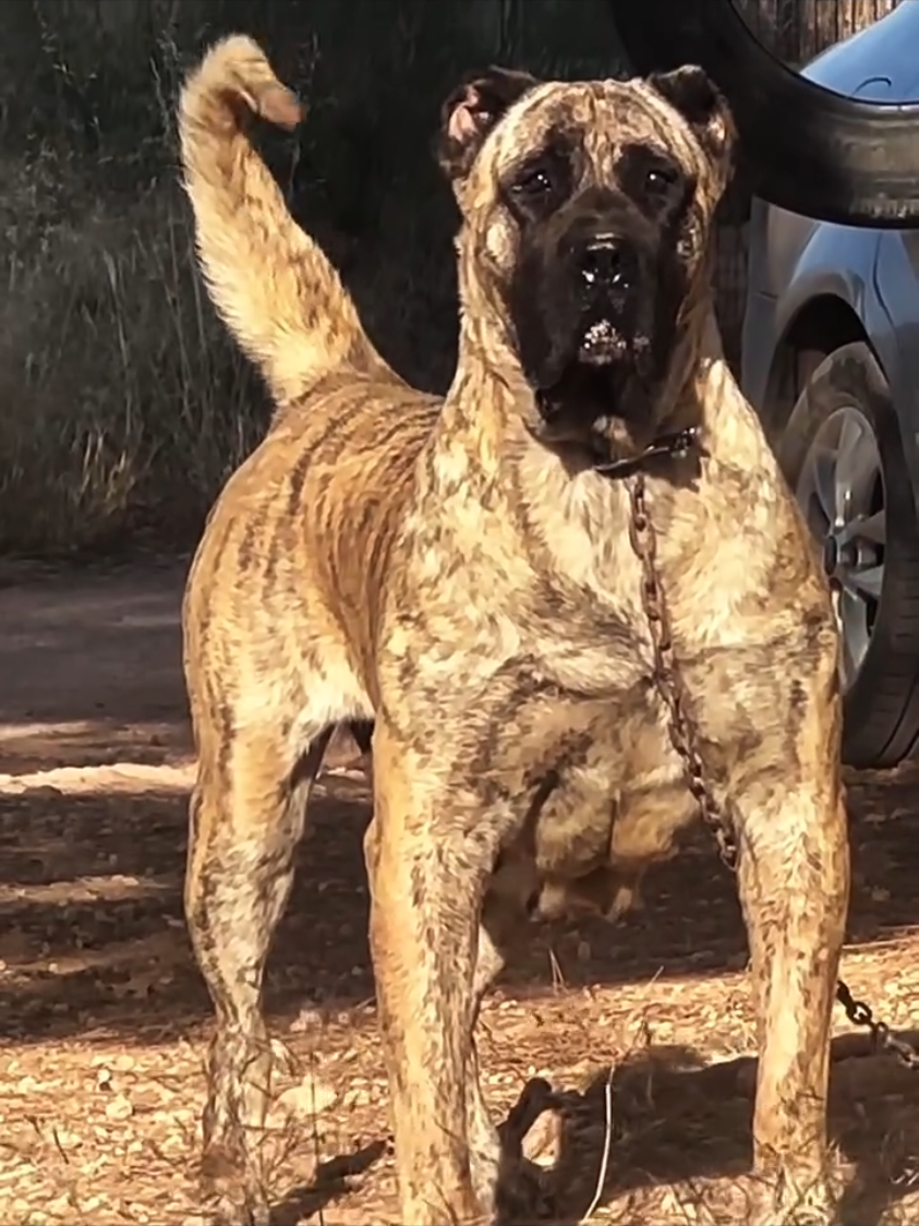 #dogo #dogoargentino #dogoargentino🔥 #dogoargentinopower #canecorso 
