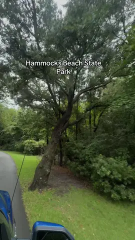 Absolutely beautiful! Will 10/10 go again and again! #northcarolina #swansboro #hammocksbeachstatepark #trails #camplejeune 