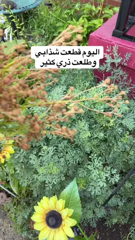 #شذاب #سداب #rue #fyp 