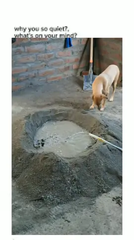 Construction dog worker #creatorsearchinsights #dogsoftiktok #dogs #foryoupage #viral