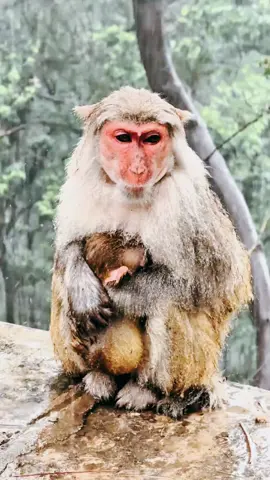#tiktok #monkey #foryou 