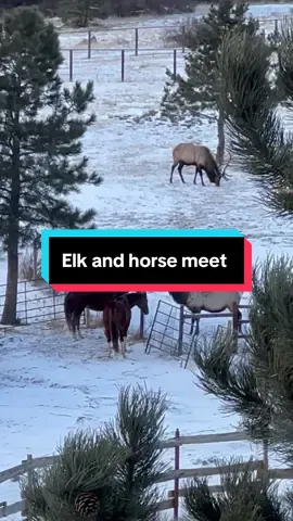 2 majestic animals meet  #elk #horse #wildlife 