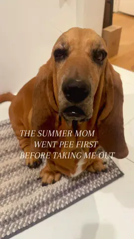 She doesn’t get when mom pees first the walk is longer #funnydog #bassethound #nycdogs #thesummeriturnedpretty 
