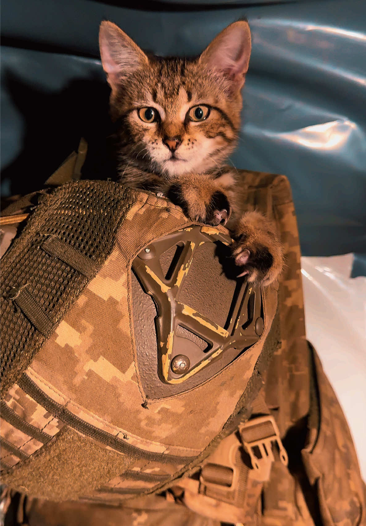 Ukrainian army cat 🐅🇺🇦#зсу #донецьк #兄弟 #加油 #乌克兰 