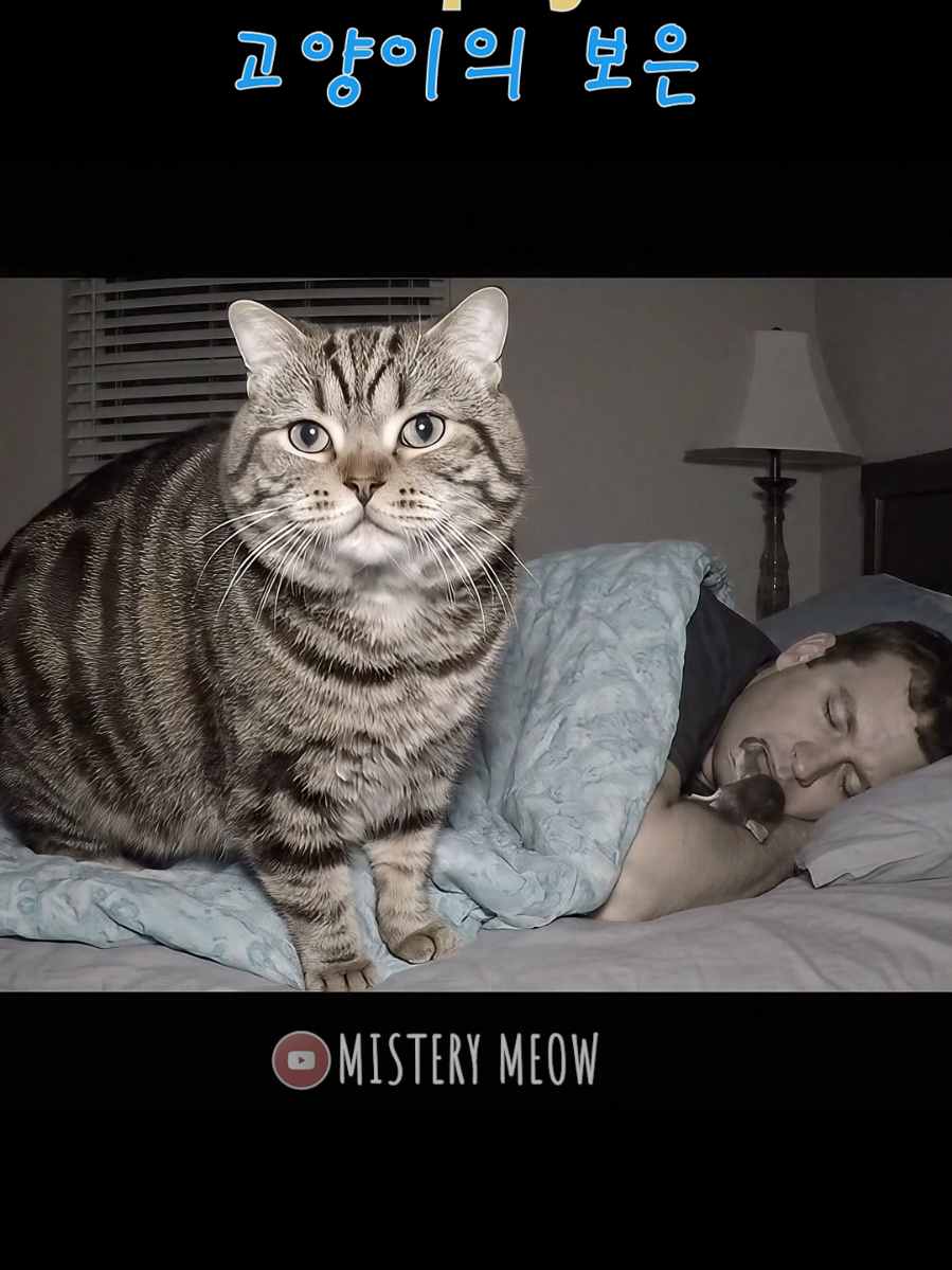 How Cats Love You  Funny cat Animal Video #shorts #funny #catcomedy #funnycats #catvideos 