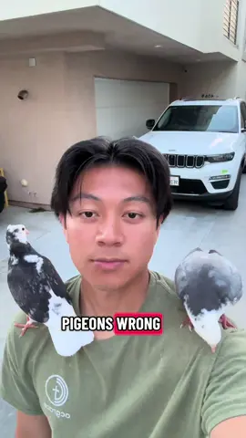🚨 Stop feeding your pigeons the wrong stuff! 🚨 Here’s exactly what I give mine to keep them healthy AND make training easy. From high-quality grains to grit and vitamins — food is the #1 key to trust and recall. 🕊️ 👉 DM me if you want my full pigeon feeding breakdown. #pigeon #pigeons #fyp 