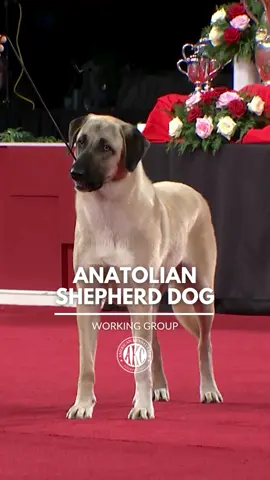 A rugged flock guardian of ancient lineage, the Anatolian Shepherd Dog is protective and territorial, but also intelligent, patient, and profoundly loyal. #ThisIsAKC #AnatolianShepherdDog #AnatolianShepherd #AnatolianShepherdsOfTikTok #Dogs #DogsOfTikTok