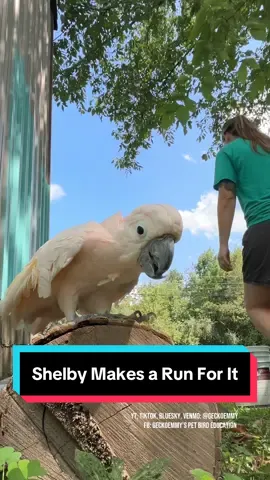 Shelby obviously has somewhere far more important to be, and who am I to hold him back? #moluccancockatoo #rescueparrot #petbirds #funnybird