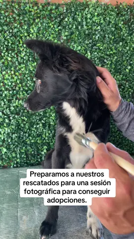 Preparamos a nuestros rescatados para una sesión fotográfica y conseguir adopciones. #fyp #viralllllll #animalrescue #sigueme #perros 