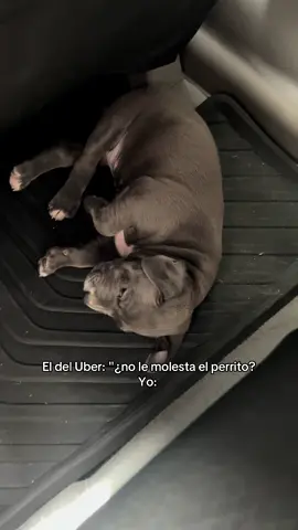 Casi me lo robo 😩😍 #fyp 