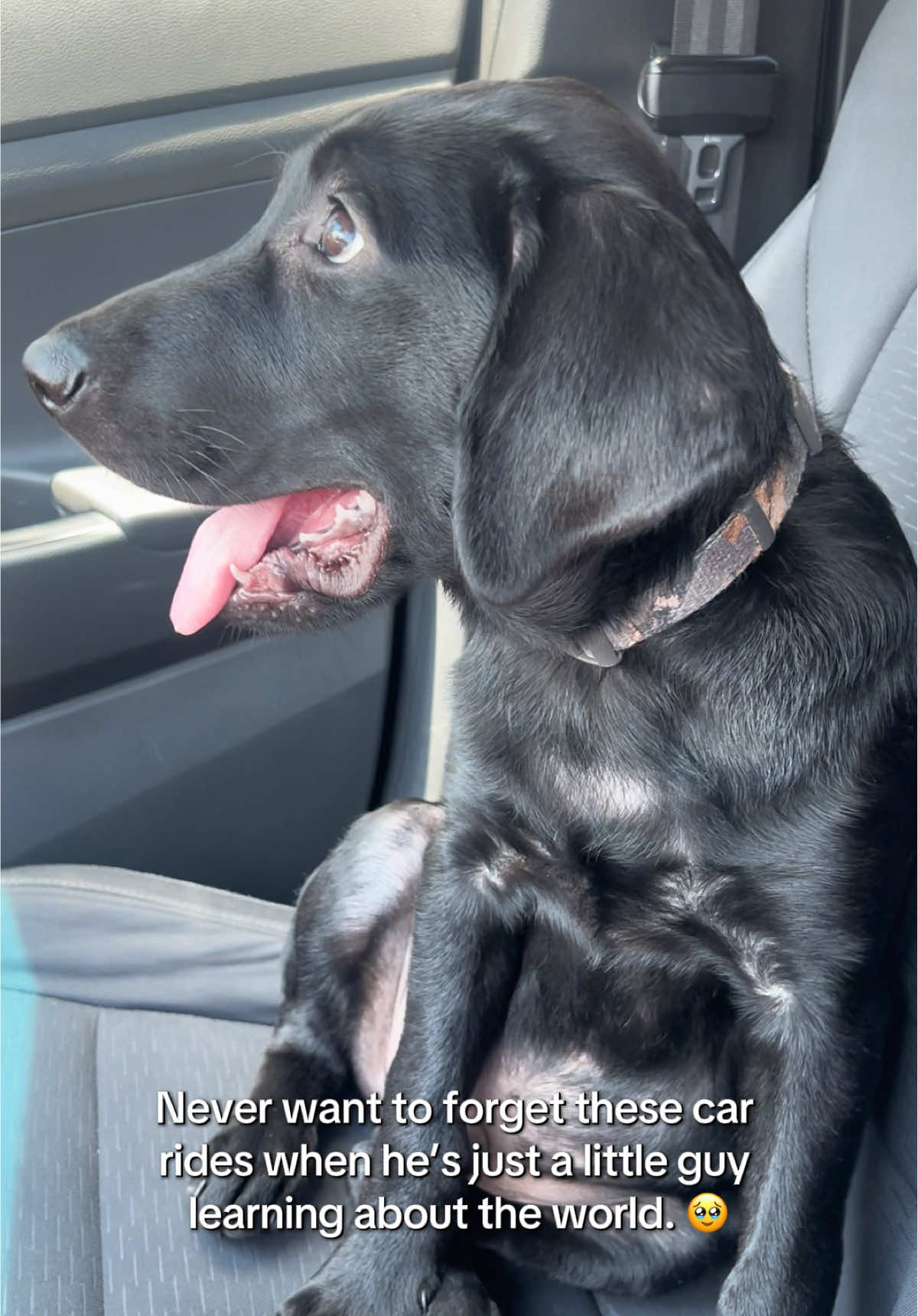 Just a small boy 🥹 #dogsoftiktok #blacklab #labsoftiktok #fyp #wholesome 