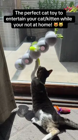 Check out this cat/kitten caterpillar toy!! 🐛😻 Rechargeable cat toy! Bonus: It’s MOTION SENSORED! #kitty #kittycat #caterpillar #motionsensor #playful 