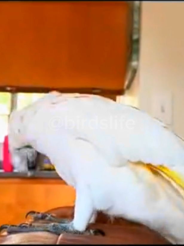 Parrot Funny Video #parrot #parrotvideo  #funnyparrot #usaparrot 