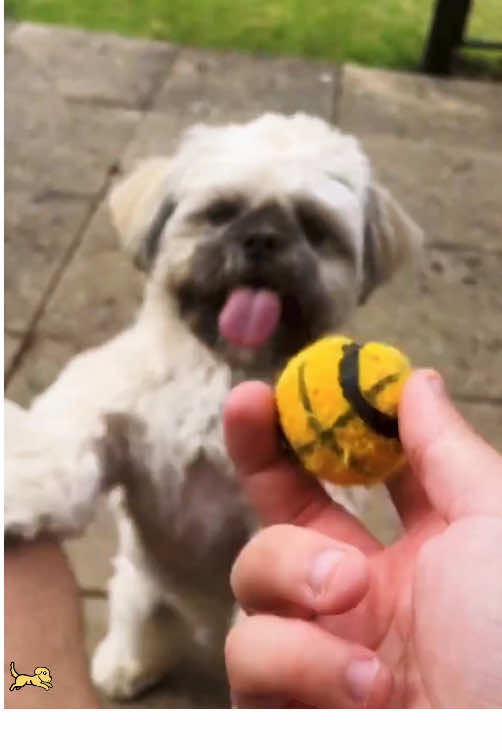 The dog has poor eyesight 🤭🫣#cute #funny #TikTok #usa🇺🇸 #dogsoftiktok #dogs #cutedog 