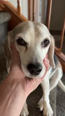 Beagles are so dramatic, but I’ll do anything for her. Whatever she needs and they do be shitting in the house. I can’t really get them to stop. I come home and there’s a turd in various different locations. I try my best to let them out while I leave, but they always manage to let it out when I’m gone