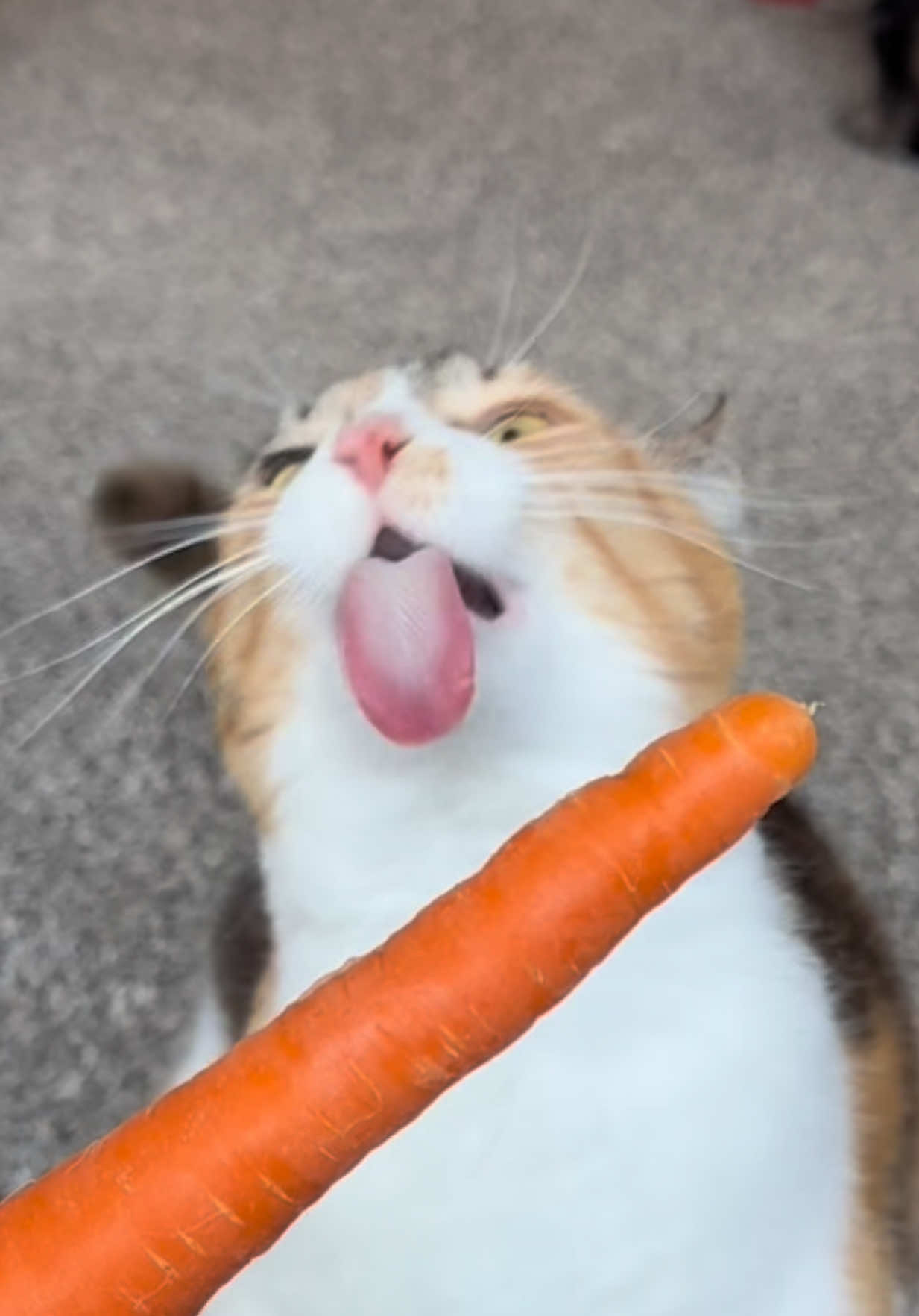 She doesn’t carrot all bout what the haters say 🥕 #wobblycat #cerebellarhypoplasia #calicocat #catsoftiktok #carrot 