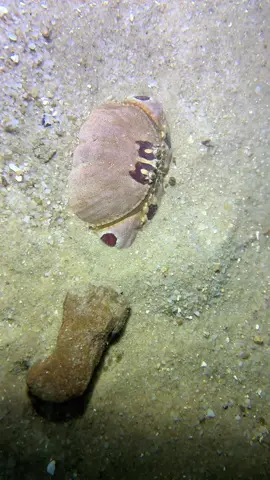 Diving under the sea to catch fish