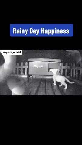 What could be happier than finding warmth on a rainy day? ☔🐾❤️ #wagstro #cat #catsoftiktok #catslovers #catlife 
