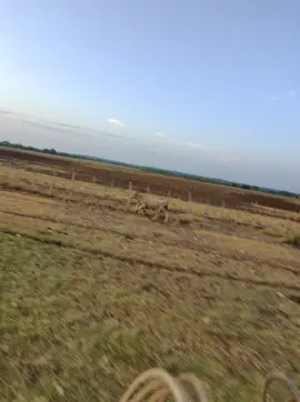 #doctoringcattle #raybanstories 