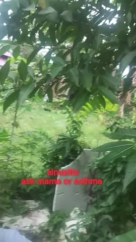 nag ask mama ka, asthma? #alternativemedicine #healthyliving #healthylifestyle #halamangamut #healthyjourney 