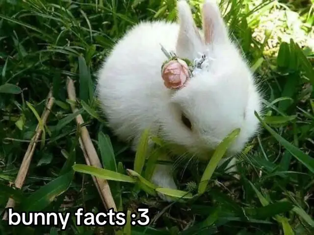 #bunnies :: can you guys tell i really like bunnies. my fav is a dwarf hatot bc they look like little emo buns THEY SO CUTENEORNEKRKEKEKREORIJEENENNENE i want a bunny so bad im gonna cry plspslsplspslspslsl someone get me a bunny ok bai #facts #fyp #foryoupage #satoruswifts  bunny rabbit bunnies bunny rabbit  bun facts  fun facts 