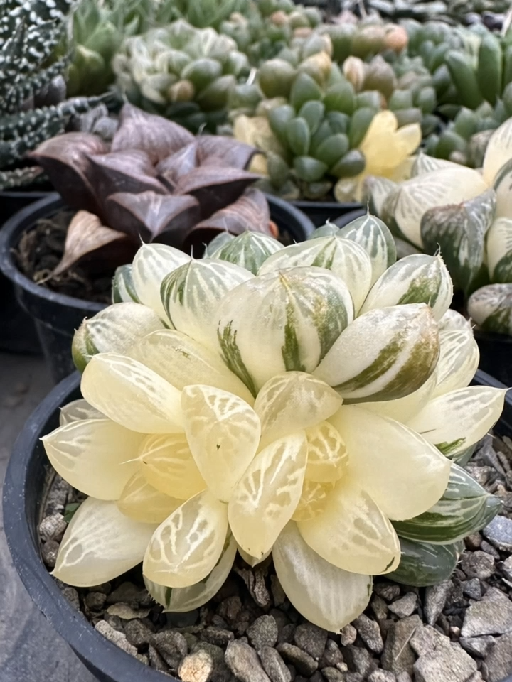 #hyacinth #haworthia #succulent #plant
