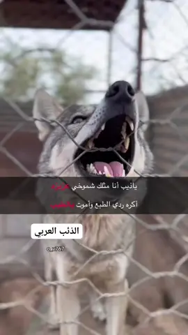 #الحويطات١١١الدراوشه  #لايك__explore___ 