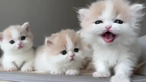 #trending #tiktok #fyp #cat #cute 