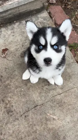 Huskies funny#funnyanimals #funnypets #funny #fyp #viral #dog #husky 