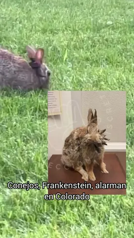 🔴 CONEJOS ‘FRANKENSTEIN’ ALARMAN EN COLORADO 🐇⚠️ En Fort Collins, conejos salvajes están mutando y ahora tienen tentáculos y cuernos negros creciendo en sus cabezas 😱. La causa es un virus real, el CRPV, que los convierte en criaturas dignas de una película de terror. 🔍 Aunque lucen como “monstruos de laboratorio”, los expertos confirman que no representan peligro para humanos o mascotas… por ahora. 📸 ¿Te atreverías a verlos de cerca? #Colorado #ConejosMutantes #NoticiasImpactantes #NaturalezaSalvaje #VirusExtraño 