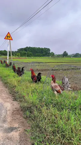 Lúc khó khăn ,ai nấy cũng lạ.. Lúc khấm khá dạo này bạn khoẻ không...!