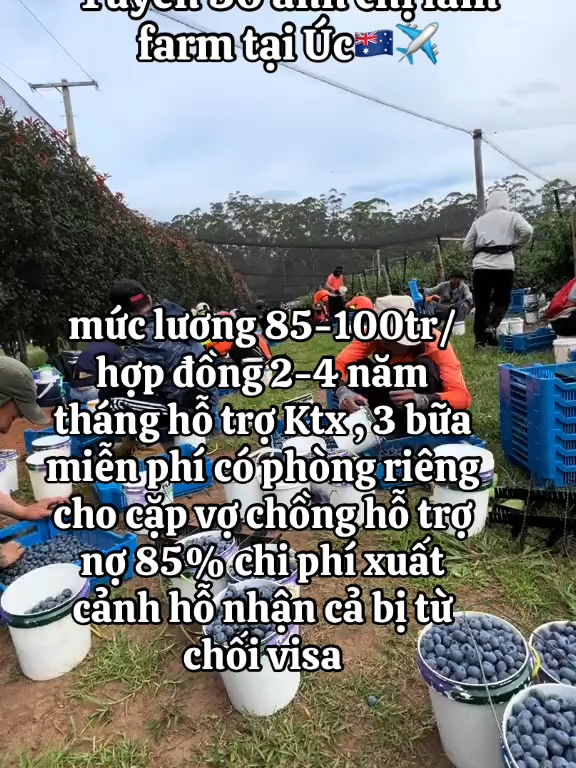 cố gắng 2-4 năm về có nhà cao xe đẹp vợ con bớt lo nghĩ  #visa482 #nôngnghiệp #vietuc #xuhuong #fyp #vietuc #laodong🇦🇺 #xuhuong #xuhuongtiktok #fyp #laodonguc #visauc482 #vieclamuc #visa482 #Hashtang #visauc #tiktok #xklduc #nongnghiep