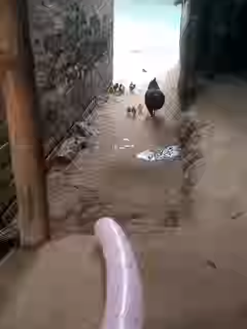 แม่ไก่：อะไรกำลังไล่ลูกฉันวิ่งอยู่เนี่ย～ 🐔😱🐥#ไก่ #LifeWithAnimals #AnimalLovers #FunVideos #FunnyTikTok