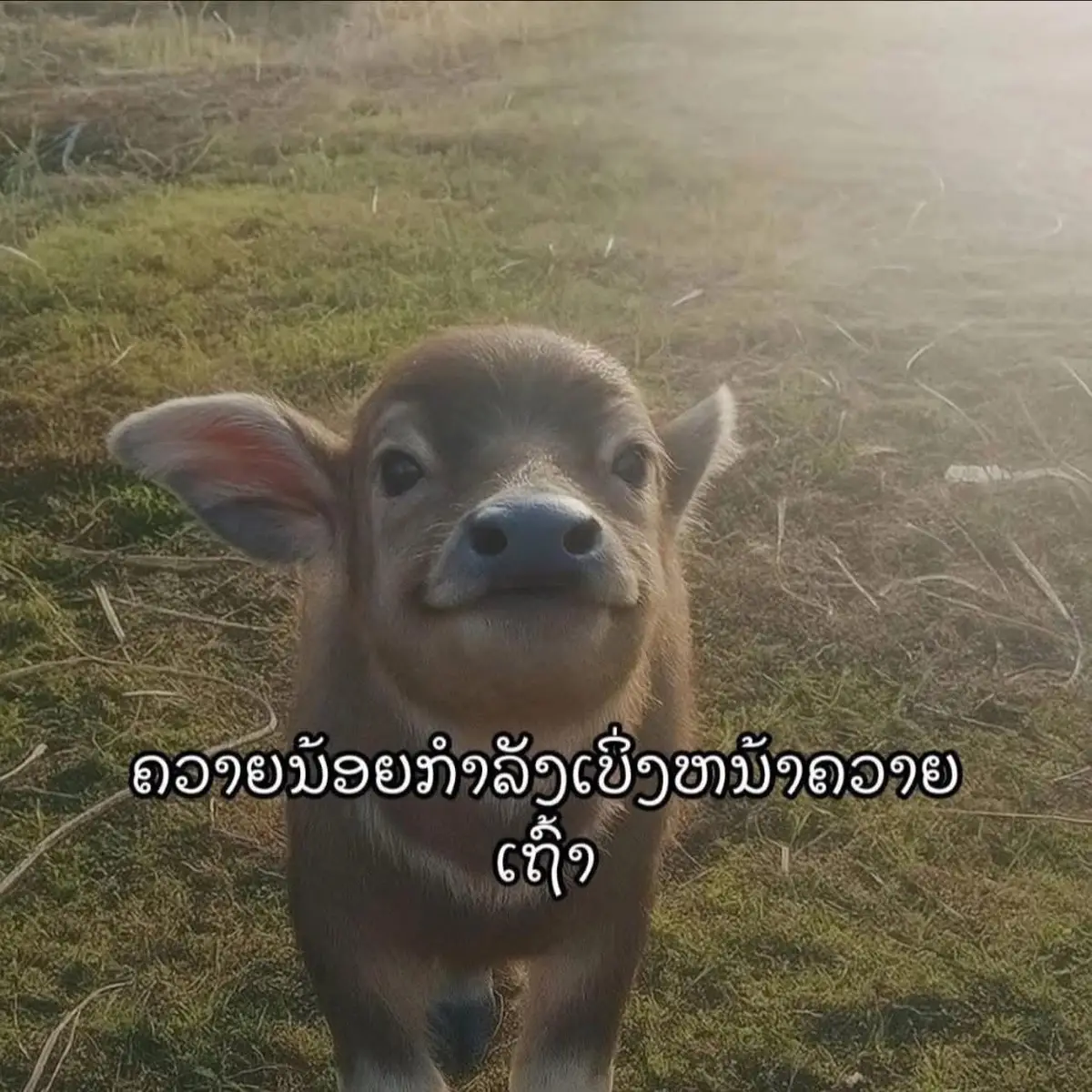 #CapCut  #สตอรี่ความรู้สึก  #เทรนด์วันนี  #ບ່າວນະຄອນຫລວງວຽງຈັນ🇱🇦 