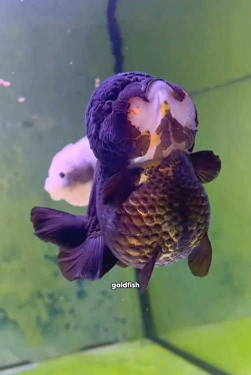 Drowning ranchu goldfish #foryou #funny #animals #parrot #cute #fyp #tiktok 