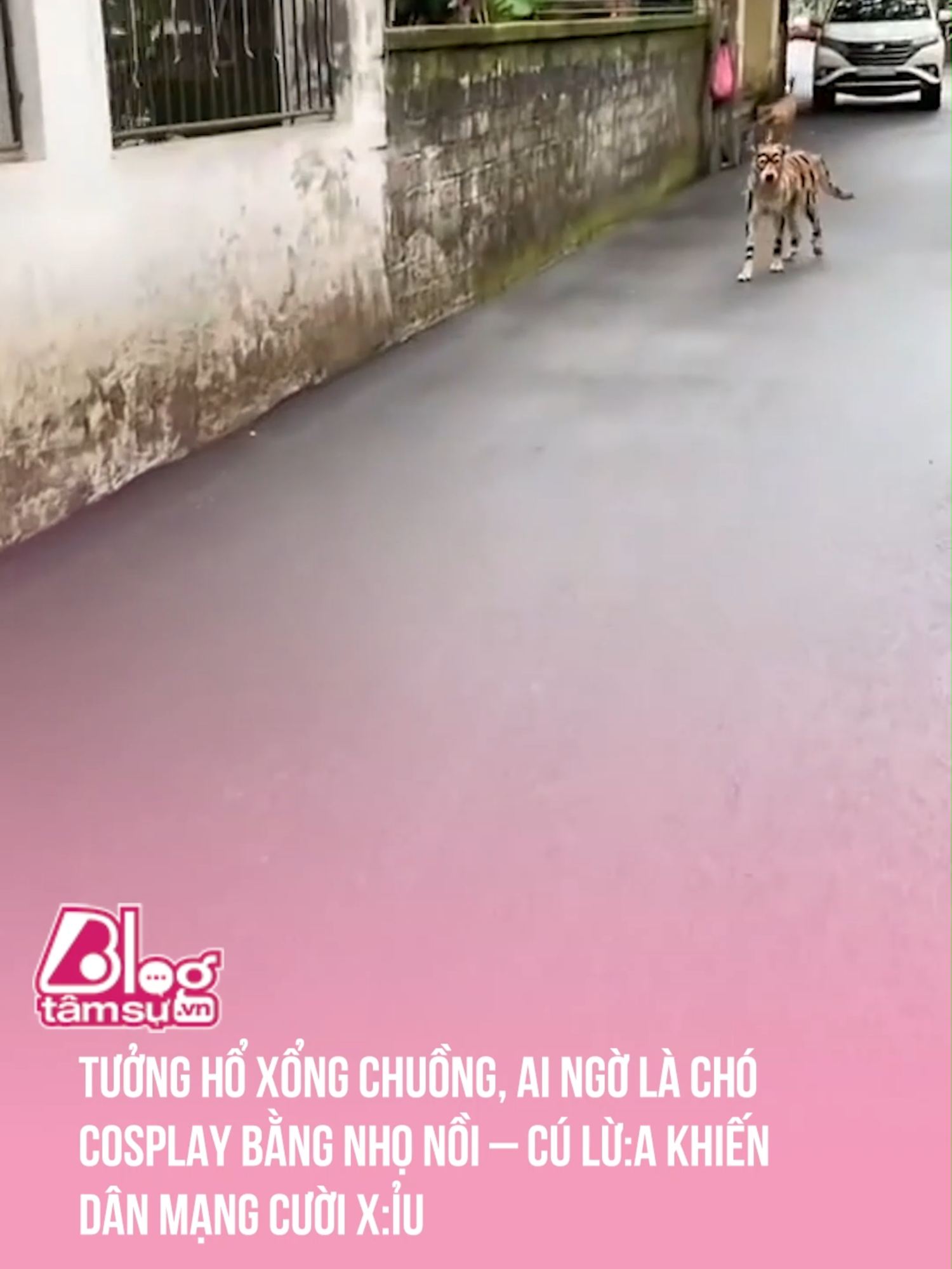 Ngọa hổ tàng ....cẩu 🤣🤣 #tqdshni #btsmedia #blogtamsu #discovery #khampha #video #viral #videoviral #trending #xuhuong #clips #facts #fact #khoanhkhac #explore #explorer #exploration #funny #funnyvideo #cute #dogs #dog #dogsoftiktok