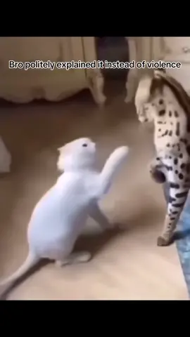 Stand on that 5th Gen 💯💯#catsoftiktok #xyzbca #creatorsearchinsights #fyp #trending 