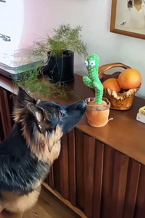 Funny dogs and dancing cacti 🌵 #funnyvideos #pet #fyp #funny #funnytiktok #happy #omg #usa #dogs 