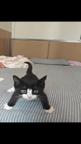 funny cat. 🐈‍⬛#cats #cattok #catsoftiktok #fyp #funny