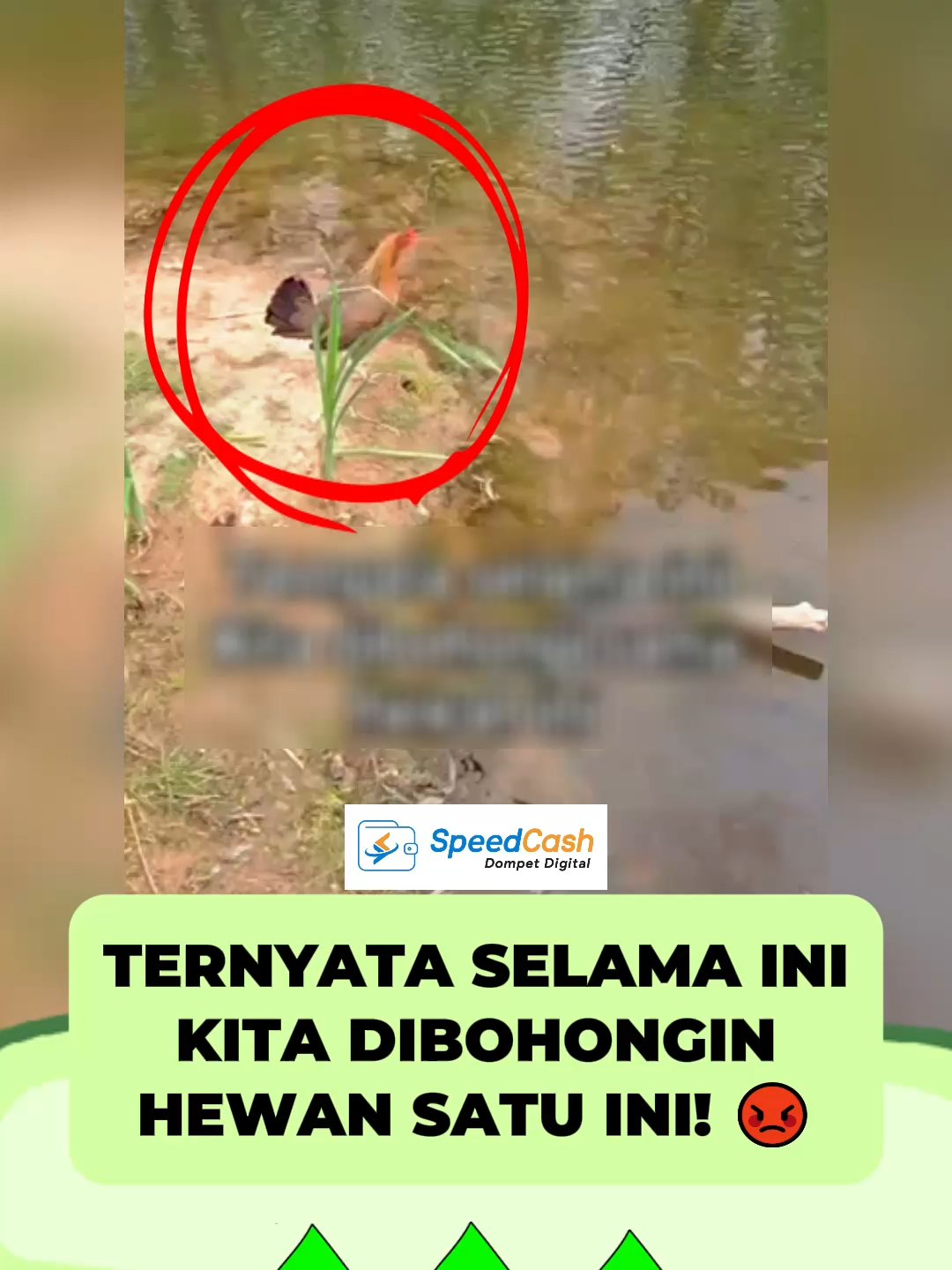 selama ini ternyata bohong dia sc: ahmad_syafii88 #ayam #terbang #berita #info #fyp #ForYou #viral #trending #videolucu #videoviral #gosip #gossip
