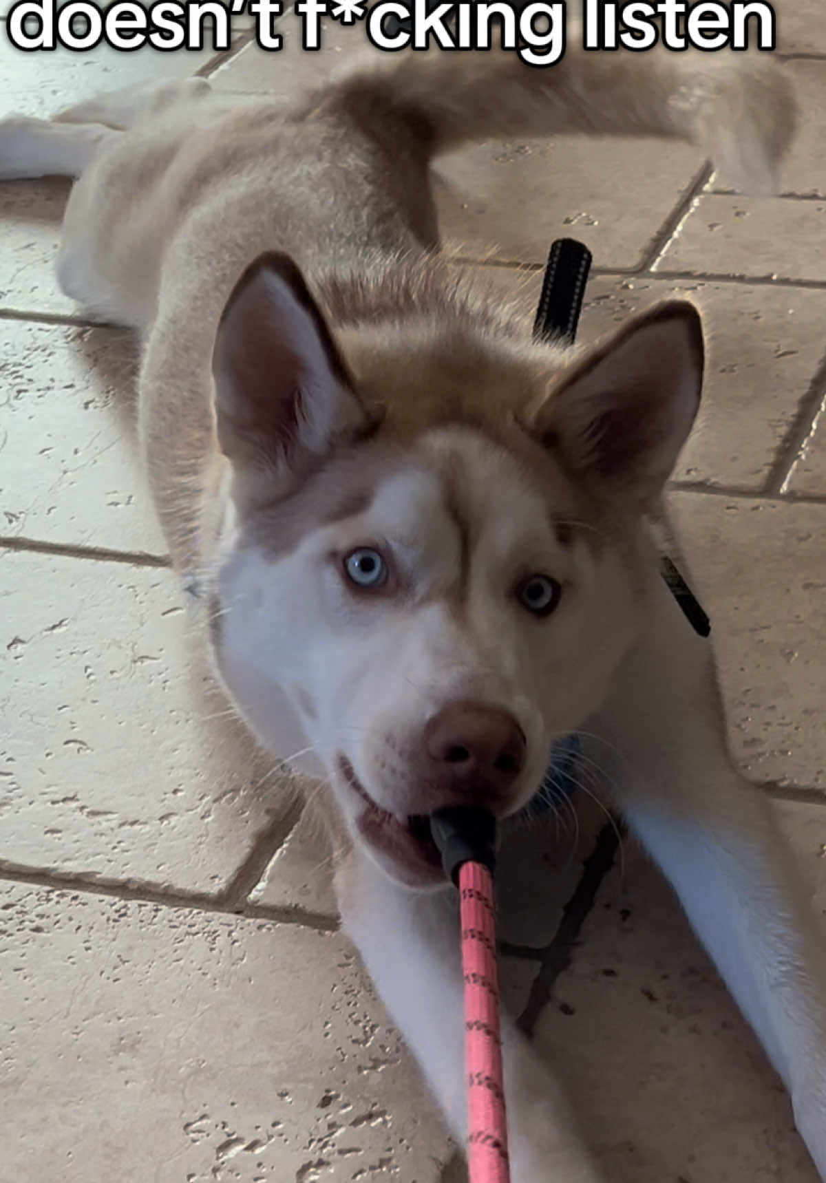 why are huskies so stubborn? #dogsoftiktok #fyp 